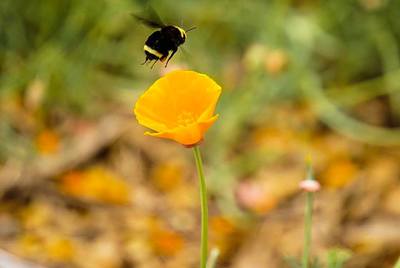 Bumblebee hovering over flower
