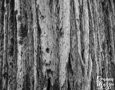 Redwood tree bark at Muir Woods