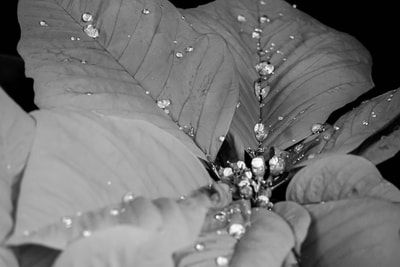 Black and white poinsettia leaves with water drops