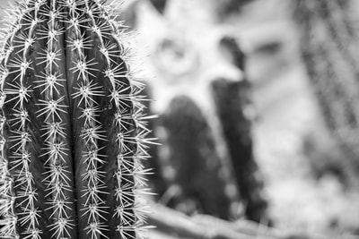 Close up cactus at Botanical Gardens