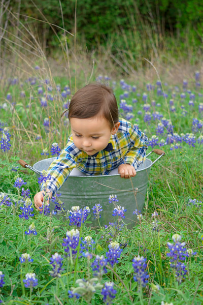 Boy picking blue bonnets